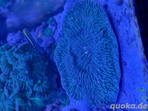 montipora platte