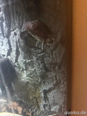 Chinesische Dreikielschildkröte