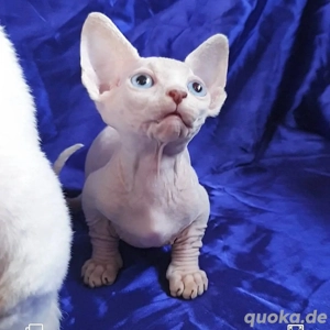 Sphynx-Kätzchen (weiblich)