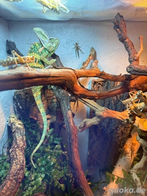 Jemenchamäleon 1 1 2 Jahre mänchlich wegen Veränderung zu mit Zubehör zu verkaufen