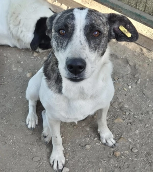 Hündin Vicky sucht ihre Familie