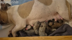 Französische Bulldoggen Welpen 