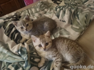 Britisch Kurzhaar Bkh kitten   