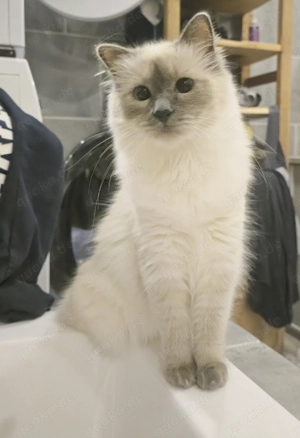 Birma kitten,  heilige Birmakitten Kätzchen 