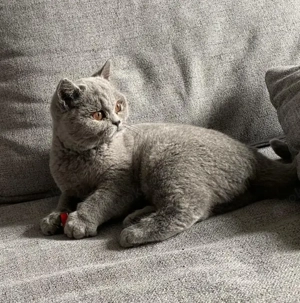 1 BKH - Britisch Kurzhaar Kitten 18 Wochen alt ab sofort abzugeben