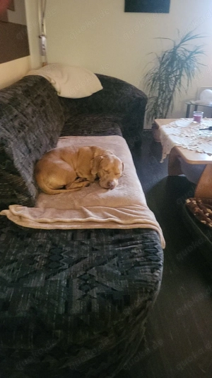 Dackel Mix Rüde sucht neues zu Hause