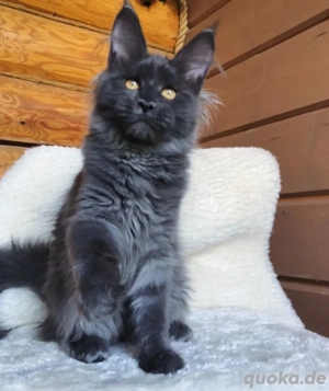 Maine Coon Kätzchen