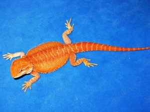 (M2) Bartagame Männchen ca. 33 - 35 cm Gesamtlänge in orange-rot (Versand möglich) Bild 7