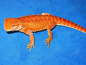 (M2) Bartagame Männchen ca. 33 - 35 cm Gesamtlänge in orange-rot (Versand möglich) Bild 5