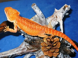 (M2) Bartagame Männchen ca. 33 - 35 cm Gesamtlänge in orange-rot (Versand möglich) Bild 6