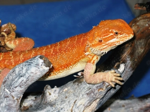 (M2) Bartagame Männchen ca. 33 - 35 cm Gesamtlänge in orange-rot (Versand möglich) Bild 3