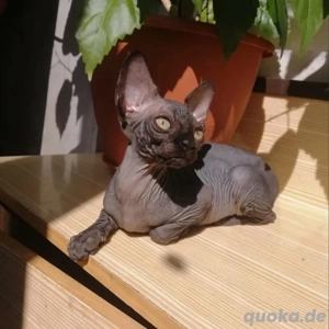  Männliche Sphynx Kätzchen