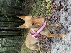 Cirneco dell Etna Jagthund von Sizilien