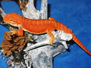 (M3) Bartagame Männchen ca. 33 - 35 cm Gesamtlänge Farbe: rot (Versand möglich)