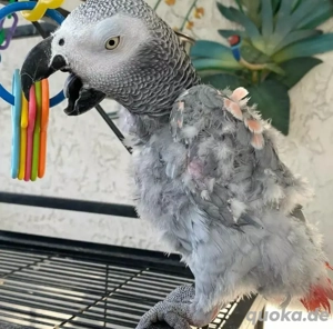 Graupapageien   Baby