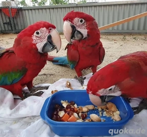 Aras papagei Baby, abgabebereit