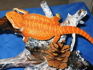 (M4) Bartagame Männchen ca. 33 - 35 cm Gesamtlänge in citrus-rot (Versand möglich)