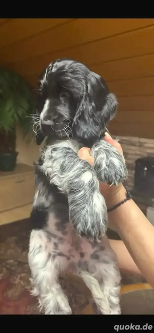 Englische Cocker Spaniel Welpen