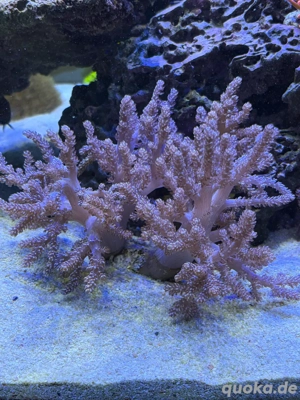 Koralle Meerwasser Meerwasseraquarium KENYA BAUM
