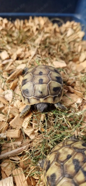 Griechische Landschildkröten Testudo Hermann