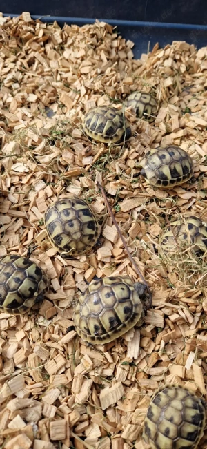 Griechische Landschildkröten  Bild 2