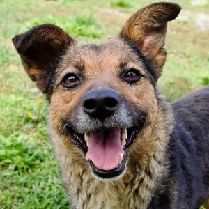 Sportliche Kuschelmaus COSMINA (3) sucht ihre Menschen