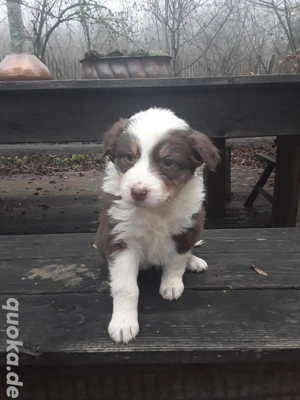 1 Australian Shepherd Welpe sucht noch ein Zuhause . 1 Hündin 