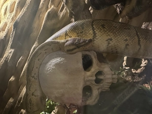 Königsphytons suchen ein neues Zuhause 