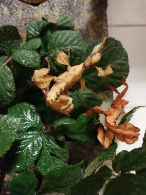 Extatosoma tiaratum (Austral.Gespenstschr.) EIER (Phasmiden) 