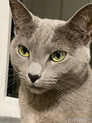 Katze russisch blau 