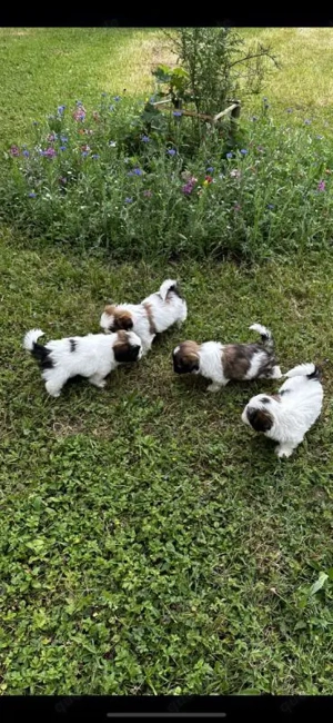 Wunderschöne Shih Tzu