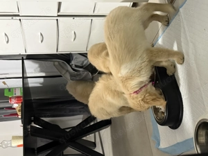 Wunderschöne Golden Retriever Welpen