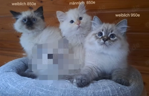 Neva masquarade mit Stammbaum sibirische katze