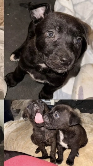 Deutscher Schäferhund Mischling 