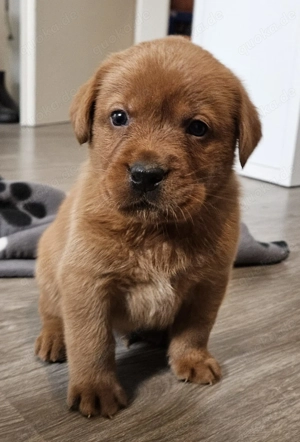 zuckersüße Darkfoxred Foxred Welpen suchen nach Wohlfühlkörbchen 