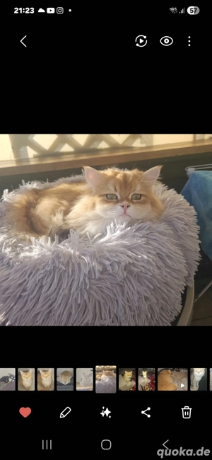 Wunderschöne BKH Kater, black golden shell