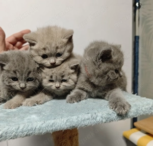 BKH Kitten Blue Süss