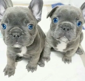 Französische Bulldoggen Welpen suchen ein schönes Zuhause
