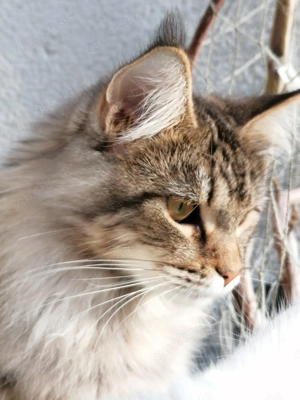 Maine Coon Kätzin 8 Monate alt 