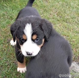 Bernersennen Hunde Welpen 