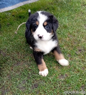Bernersennen Hunde Welpen 
