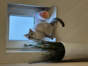 BKH Katze   Hauskatze