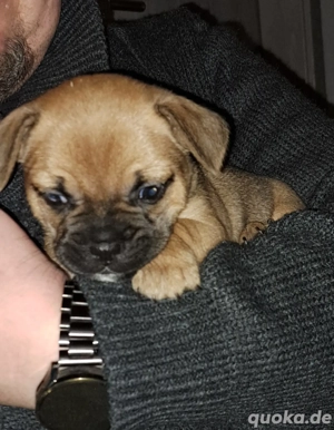 Französichpinscher welpe