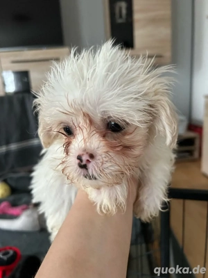 Süßer ShihTzu Mix Rüde Welpe