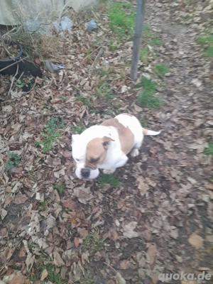 verkaufe meine old englische bulldogge