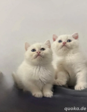 BKH Kitten Schneeweiß noch 2 katzenbabys suchen ihr neues zuhause