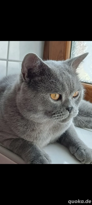 Erfahrener BKH Decckater 