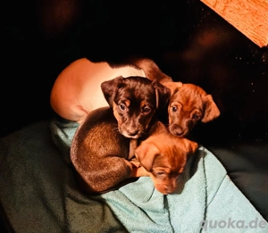 Wunderschöne Jackdackel-Welpen