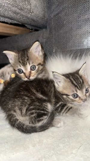 Katzenbabys mix heilige Birma stark sozialisiert