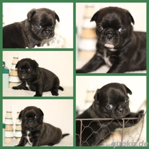 Wunderschöne reinrassige Mops Welpen Rüde Hündin Platinium